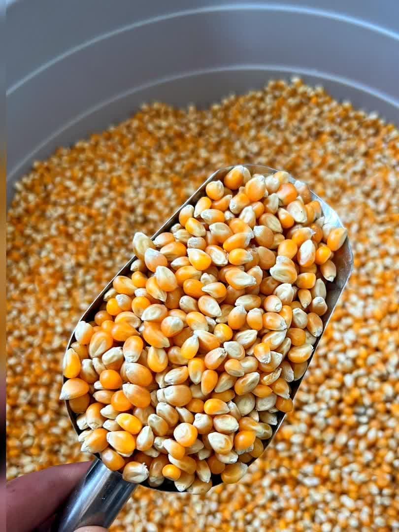 ذرت پاپکورن بانوی کویر
