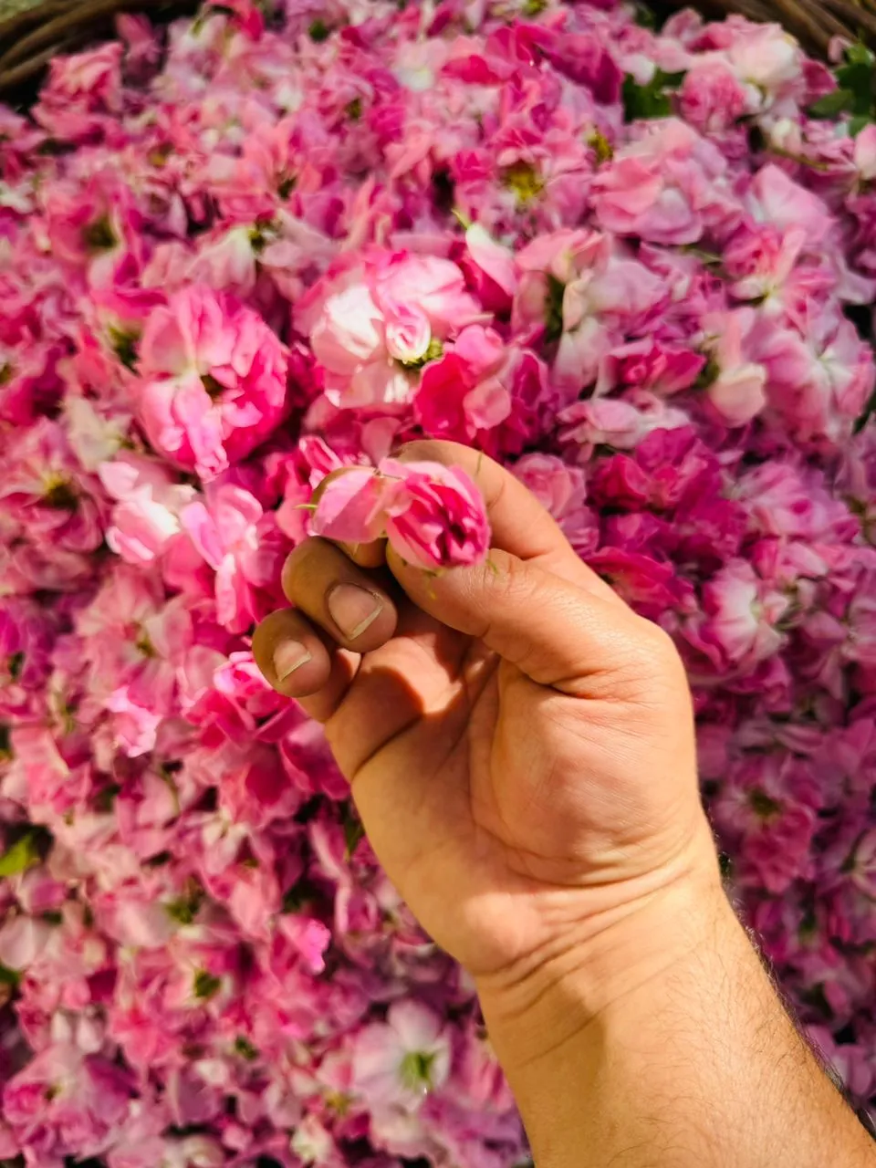 عطر گل‌های محمدی از دل کویر تا خانه شما